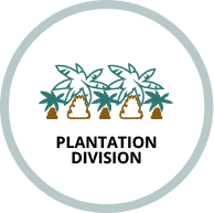 Plantation Division